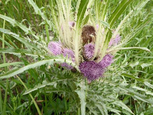 Elk Thistle (Cirsium foliosum)