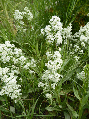 Northern Bedstraw (Galium boreale)