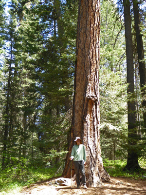 Walter Cooke Ponderosa State Park