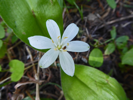 Queen’s Cup (Clintonia uniflora)