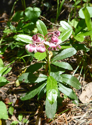 Pink Wintergreen (Pyrola asarifolia)