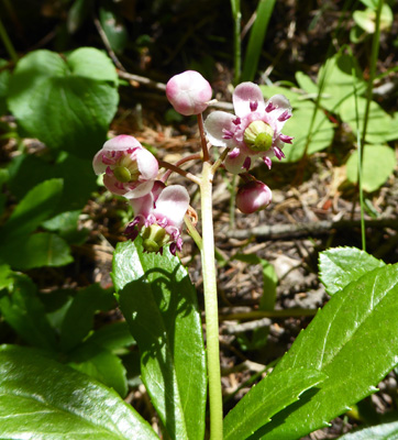 Pink Wintergreen (Pyrola asarifolia)
