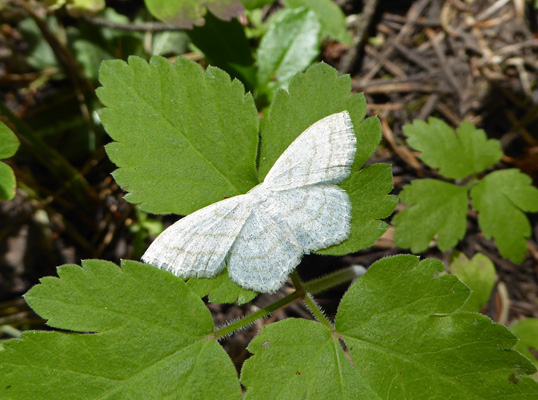 White moth or butterfly