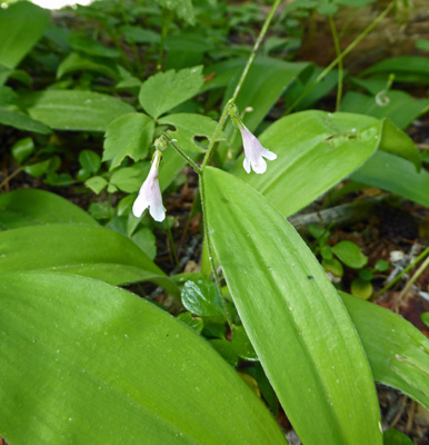 Twinflower (Linnaea borealis)