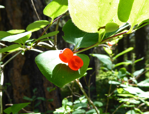 Twinberry (Lonicera involucrata)