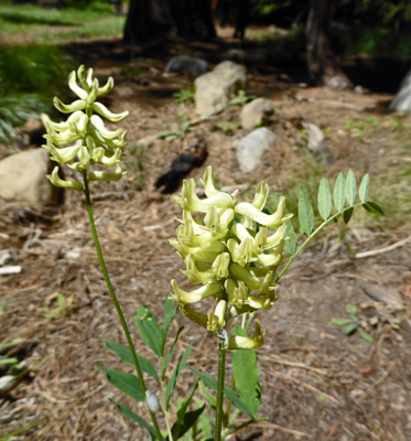 Canadian Milk-vetch (Astragalus canadensis)