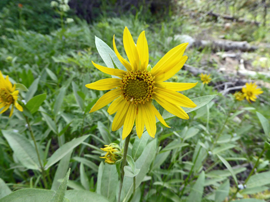 Rocky Mountain dwarf sunflowers (Helianthella uniflora)