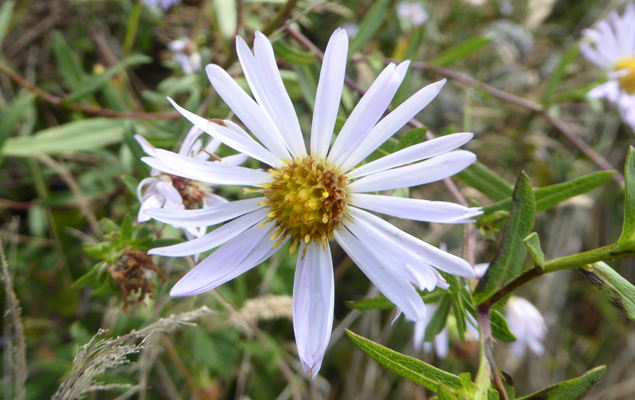 Tea-leaved Asters (Aster ledophyllus)