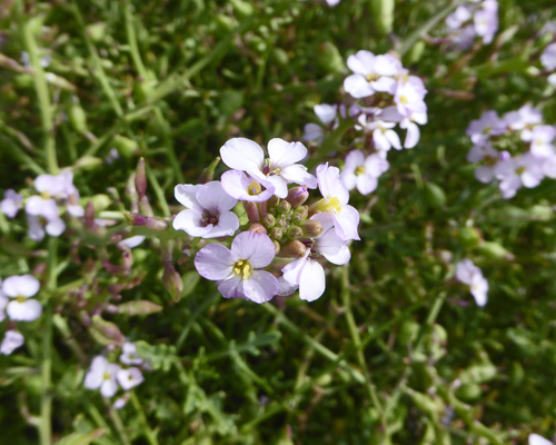 European Searocket (Cakile raitima)