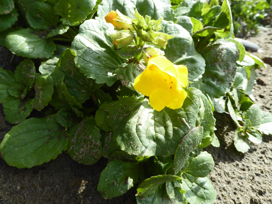 Common Western Monkeyflowers (Mimulus guttatus)