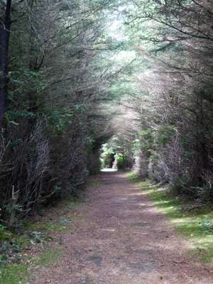 Pacific View Trail Cape Blanco