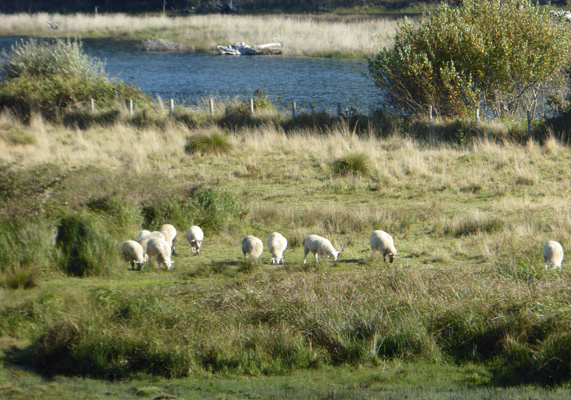 Sheep near Hughes House Cape Blanco