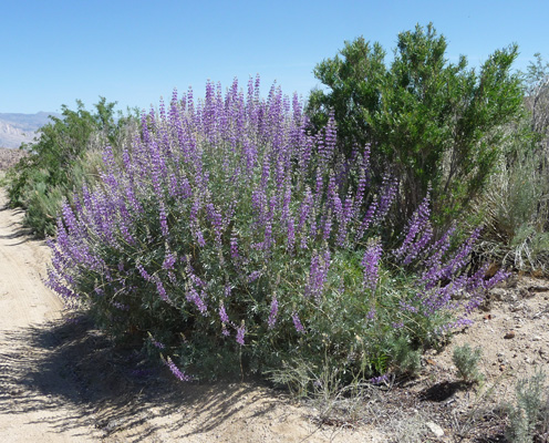 Panamint Lupine (Lupinus magnificus ssp. magnificus )