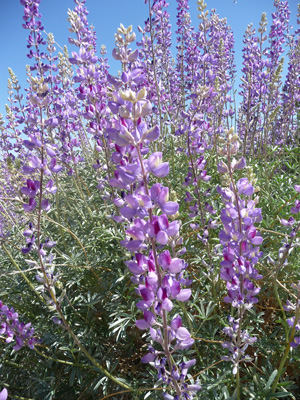 Panamint Lupine (Lupinus magnificus ssp. magnificus )