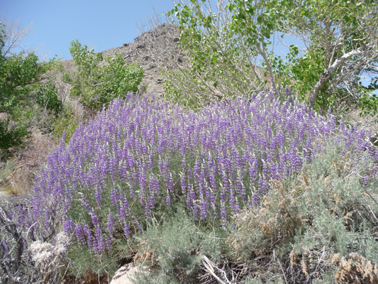 Panamint Lupine (Lupinus magnificus ssp. magnificus )