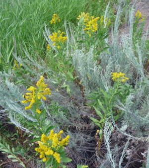 Meadow Goldenrod (Solidago lepida)