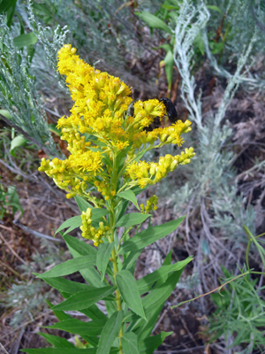 Meadow Goldenrod (Solidago lepida)