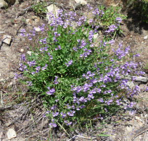 Dark Blue Penstemon (Pensetemon cyaneus)