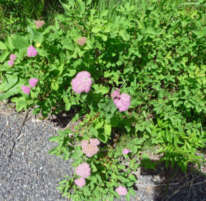 Subapline Spirea 