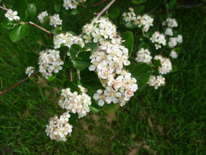 Black Hawthorn (Crataegus douglassi)