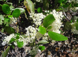 Tobacco bush (Ceanothus velutinus)