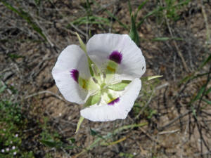 White Sego Lily (Calochortus eurycarpus)