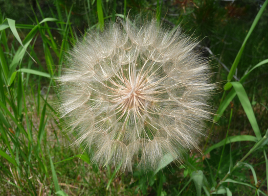 Yellow Salsify (Tragopogon dubius)