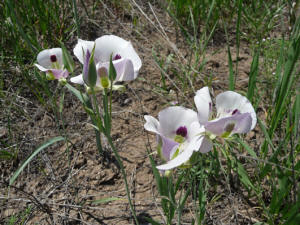 White Sego Lily (Calochortus eurycarpus)