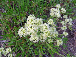 Northern bedstraw (Galium boreale)