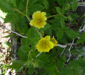 Mountain Meadow Cinquefoil (Potentilla diversifolia)