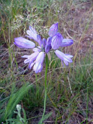 Large-flowered triplet lily (Triteleia grandiflora)