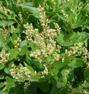 Poke Knotweed (Polygonum phytolaccifolim)