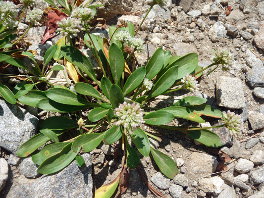 Unknown buckwheat