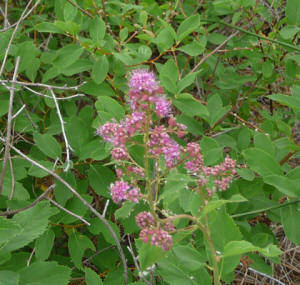 Western Spirea (Spirea-douglasii)