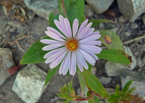 Alpine Asters (Oreostemma alpigenuum)