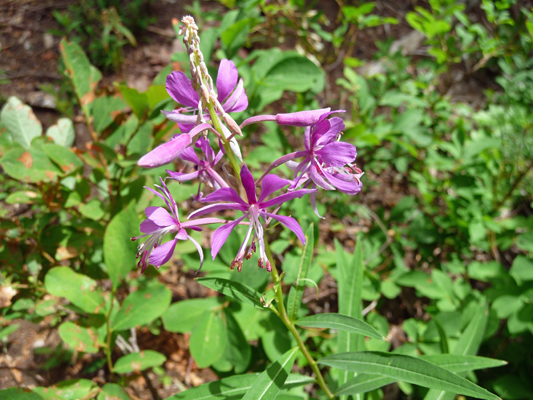 fireweed (Chamerion augustifolium)