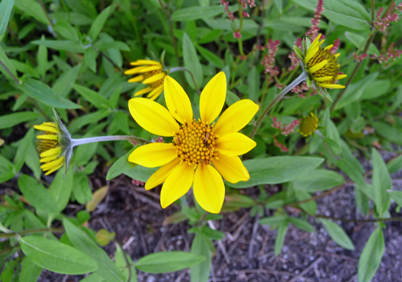 Streambank Arnica (Arnica lanceolata)