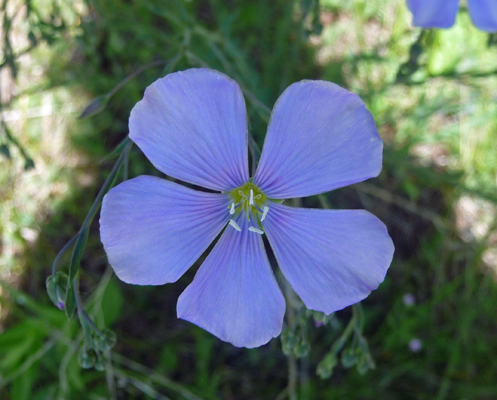 Wild blue flax (Linum lewisii)