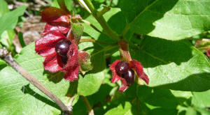 twinberry (Lonicera involucrata)