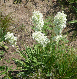 White Gentian (Frasera montana)