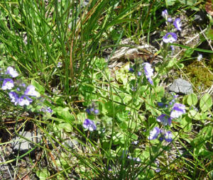 Showy Polemonium (Polemonium pulcherrimum)