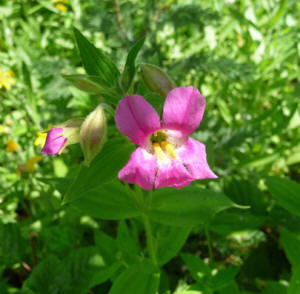 Lewis’ Monkey Flower (Mimulus lewisii)