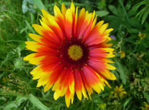 Indian Blanketflower (Gaillardia pulchella)