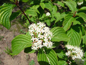 Red Osier Dogwood (Cornus sericea)