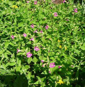 Lewis’ Monkey Flower (Mimulus lewisii)