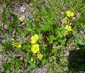 Mountain Meadow Cinquefoil (Potentilla diversifolia)