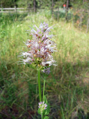 Western Horsemint (Agastache urticifolia)