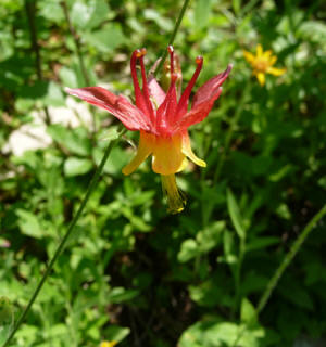 Sitka Columbine (Aquilegia formosa)