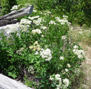 White Spirea (Spiraea betulifolia)