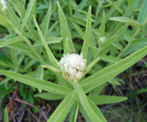 Pearly Everlasting (Anaphalis margaritacea)